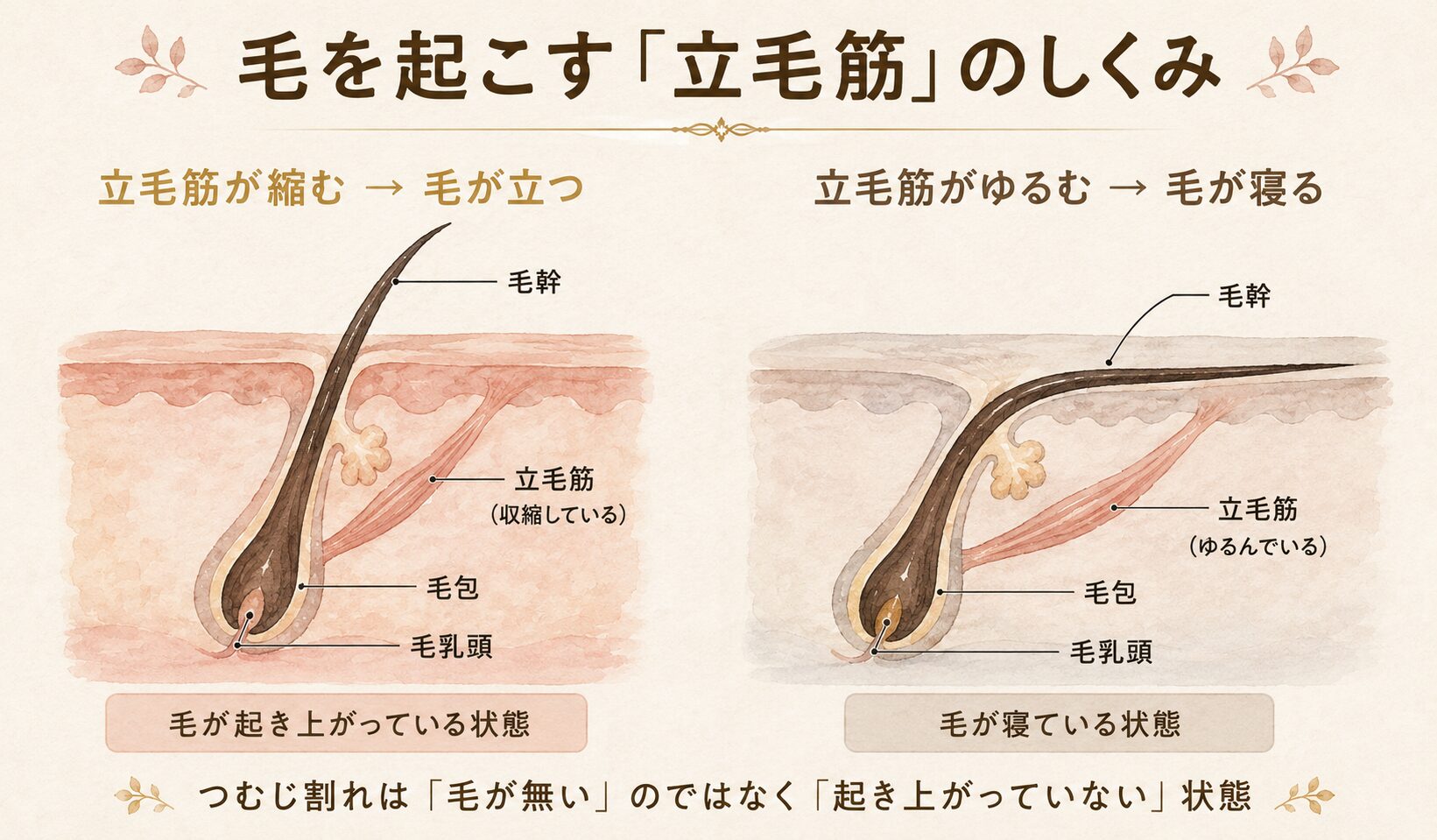 毛を起こす立毛筋のしくみ図解